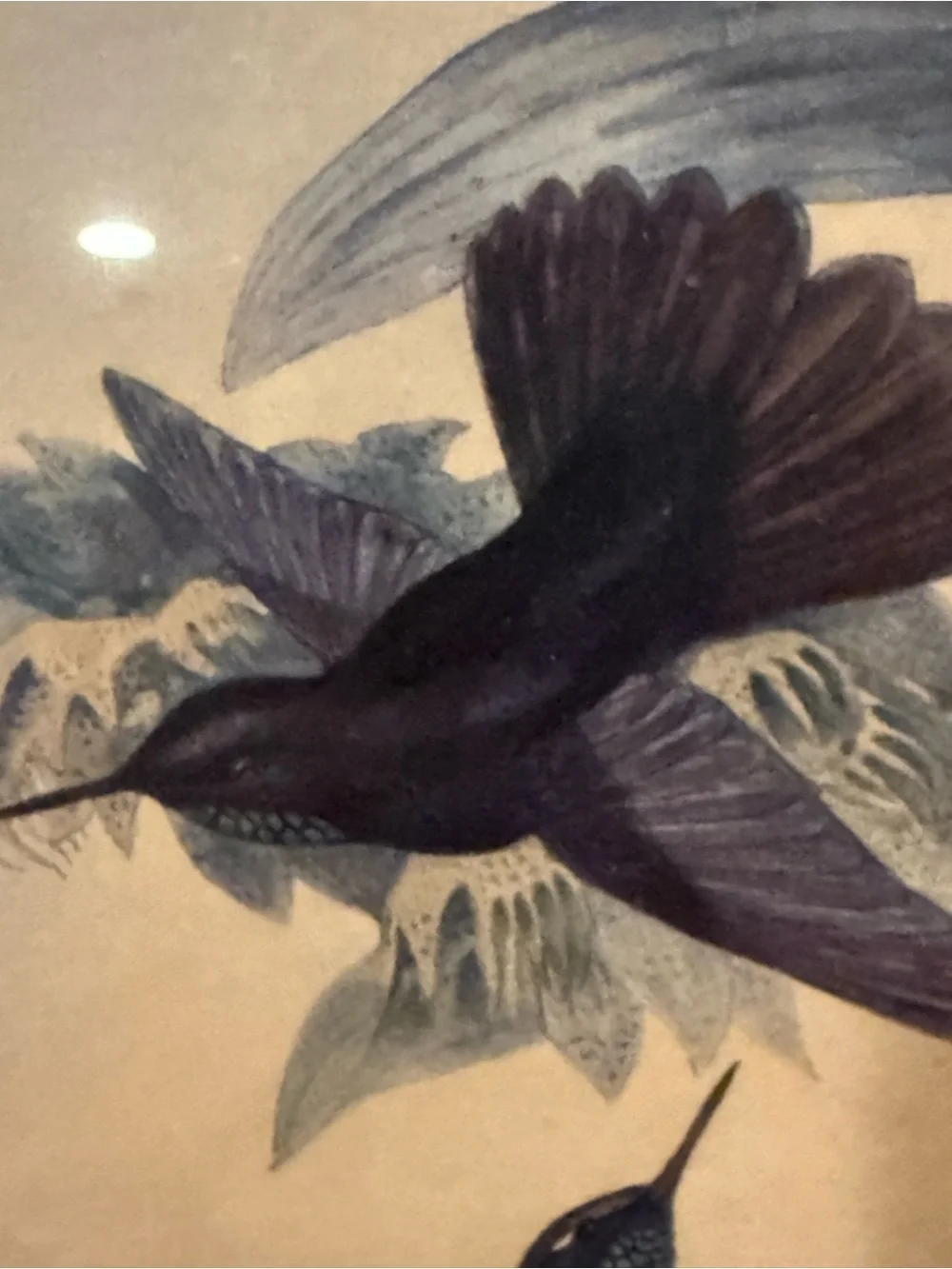 ANTIQUE GOULD HUMMINGBIRD LITHOGRAPH Hand Colored Metallura Cupreicauda